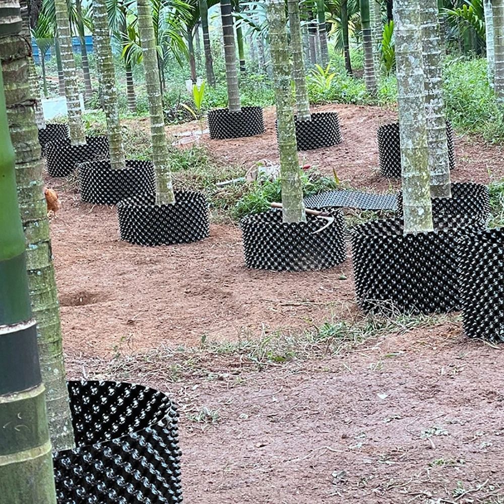 1 Zestaw Wytrzymałych, Szybkic – Bonsai Garden Nursery recenzja i cena