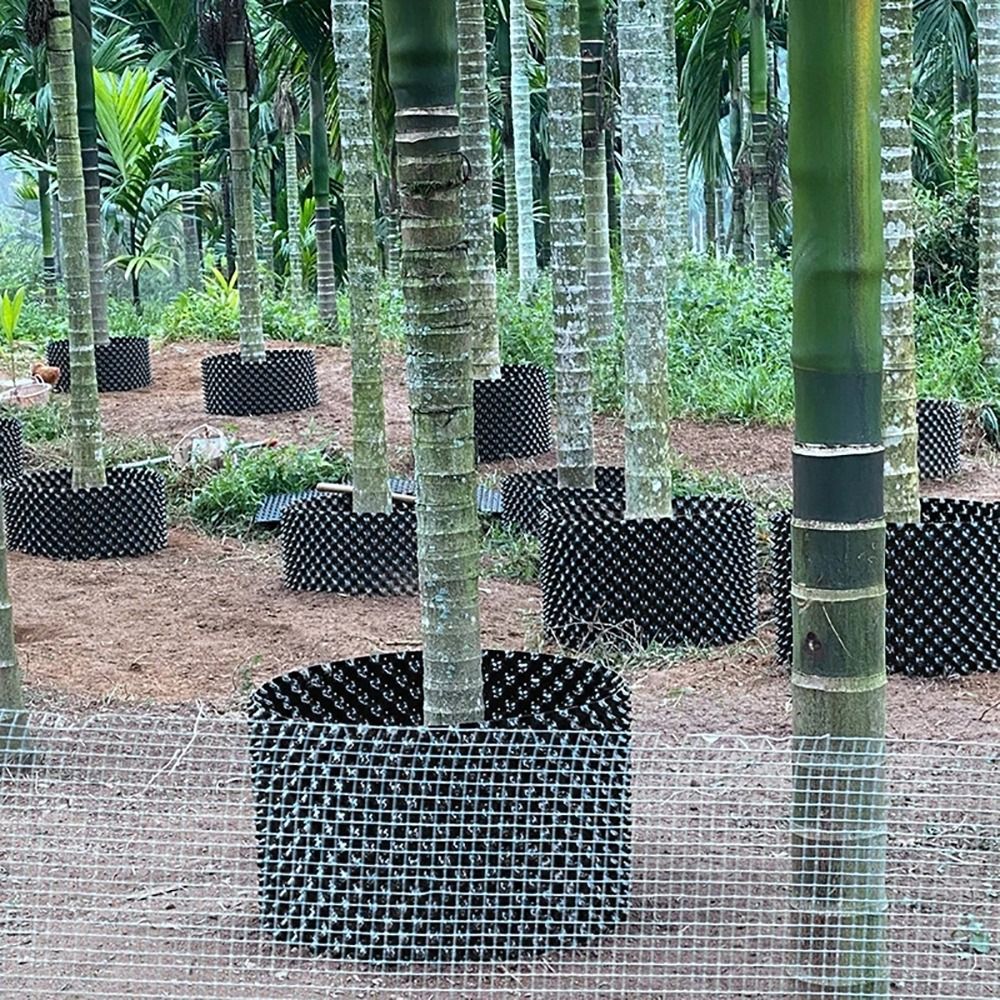 1 Zestaw Wytrzymałych, Szybkic – Bonsai Garden Nursery recenzja i cena