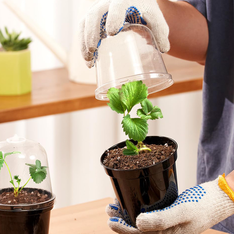 Doniczki do sadzonek, doniczki – Bonsai Garden Nursery recenzja i cena