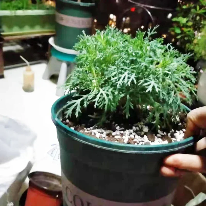 1L/2L Perlite Pellet Konfiguru – Bonsai Garden Nursery recenzja i cena