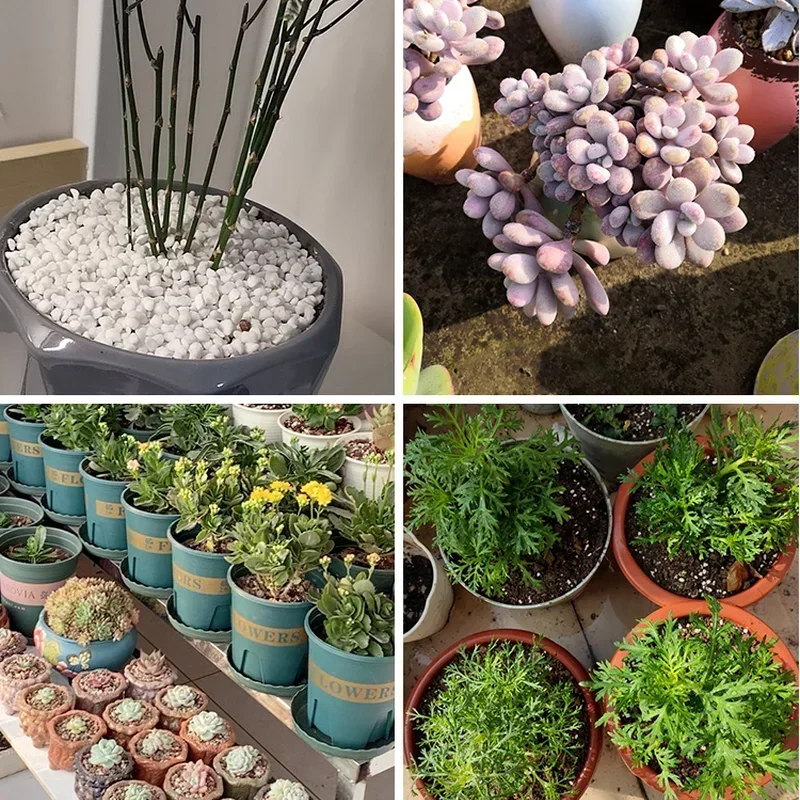 1L/2L Perlite Pellet Konfiguru – Bonsai Garden Nursery recenzja i cena