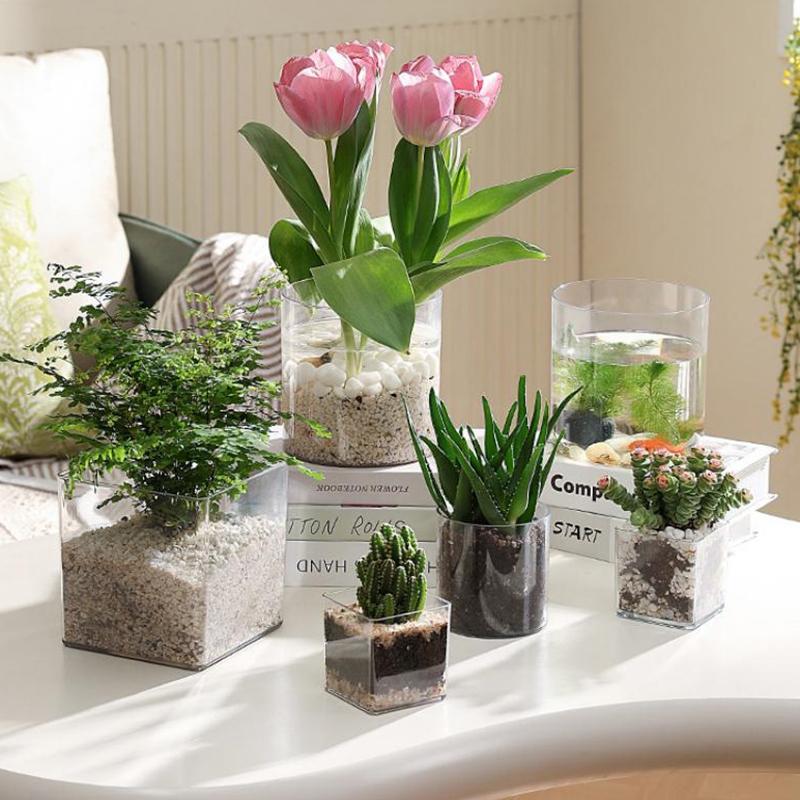 Kwadratowe/Okrągłe Przezroczys – Bonsai Garden Nursery recenzja i cena