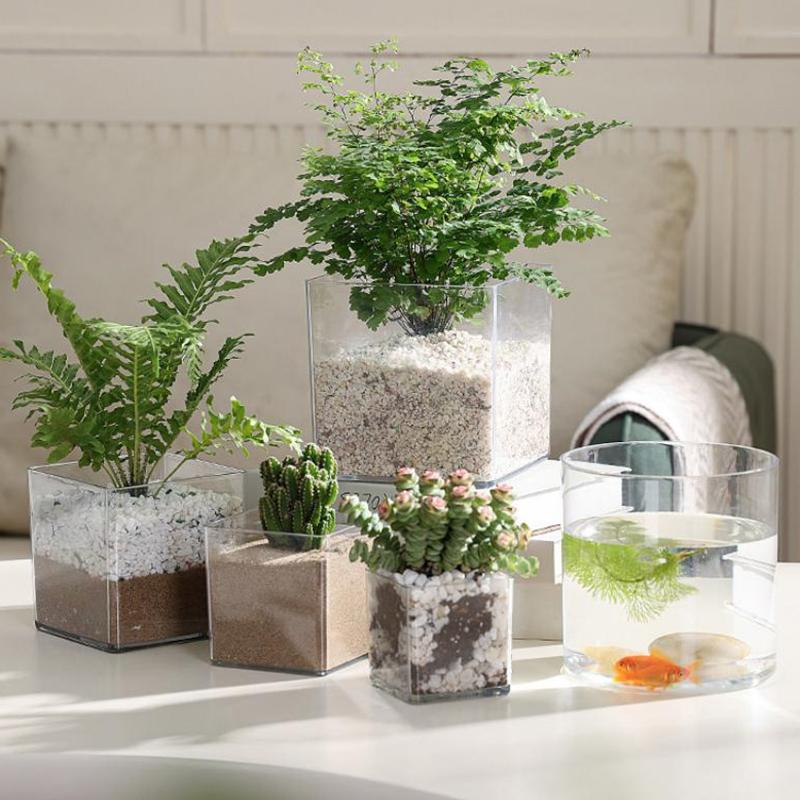 Kwadratowe Okrągłe Przezroczys – Bonsai Garden Nursery recenzja i cena