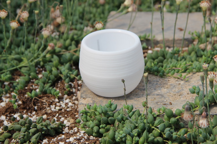 Mini plastikowe doniczki ogrod – Bonsai Garden Nursery recenzja i cena